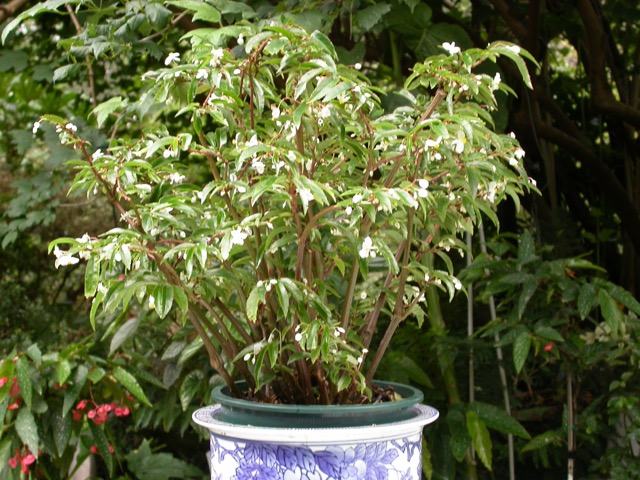 B. edmundoi